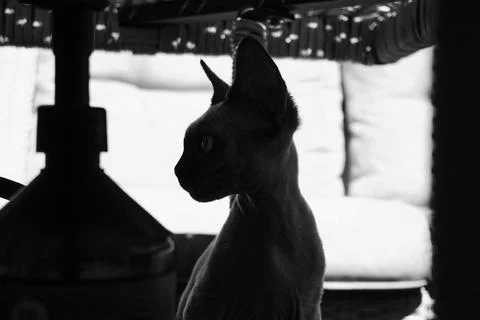 Black White Closeup Devon Rex in Profile in life view Stock Photos
