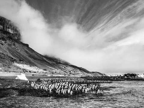 Black & White, Clouds over the cliffs of Brown Bluff as Adelie penguins Stock Photos