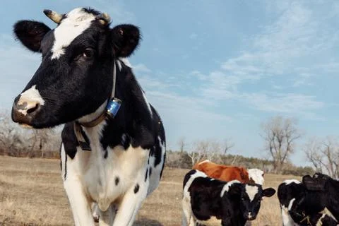 A black-white cow with collars on the neck looks into the frame. Stock Photos