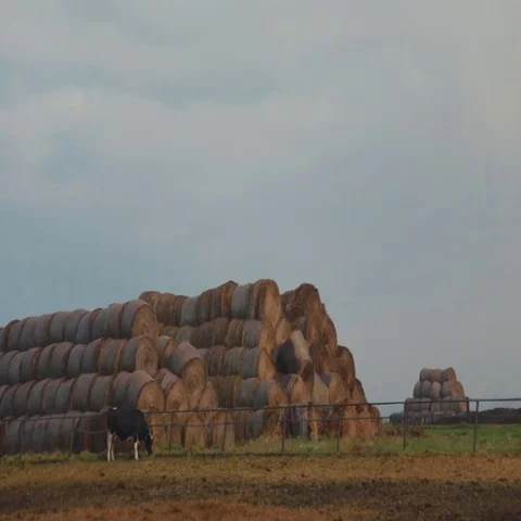 A black-white cow is grazing the grass nearby the large haystacks Video stock 69727756