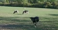 Black-white cows on farmland meadow in sunny low mountain range valley 4k or 4k+ Resolution