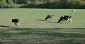 Black-white cows on farmland meadow in sunny low mountain range valley 4k or 4k+ Resolution