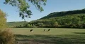 Black-white cows on farmland meadow in sunny low mountain range valley 4k or 4k+ Resolution