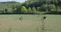 Black-white cows on farmland meadow in sunny low mountain range valley 4k or 4k+ Resolution