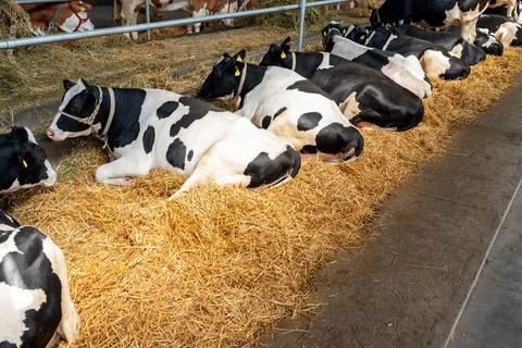 Black-white cows lying on the straw resting in a paddock at a local dairy far Stock Photos