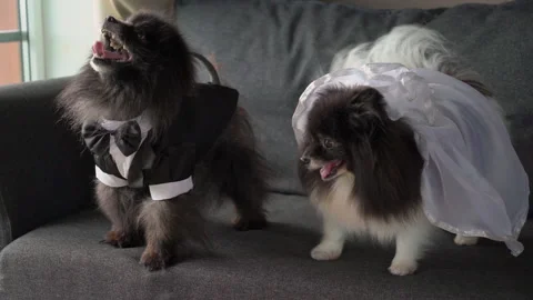 Black white dog sits on sofa. Pet in a bridal dress and black suit. Stock Footage 237888583