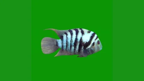 Black white fish green screen animated chromakey background composition figure Stock Footage 314064889