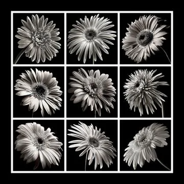Black &amp; White Gerberas Stock Photos