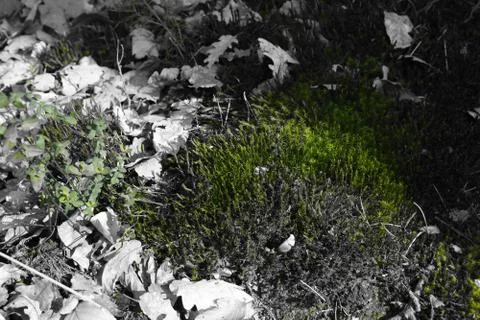 Black white green Stock Photos