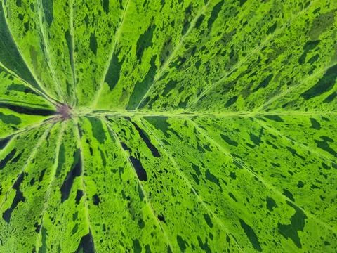 Black, white, green, variagated pattern on the Alocasia or Colocasia leaf, .. Stock Photos