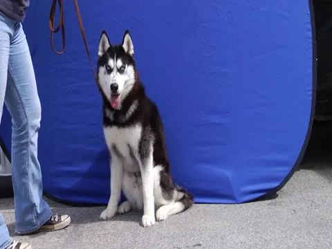 Black &amp; White Husky in Front of Blue Screen Stock Footage 25878112