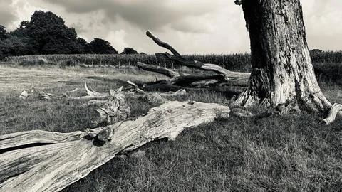 Black &amp; White image of a broken tree Photos