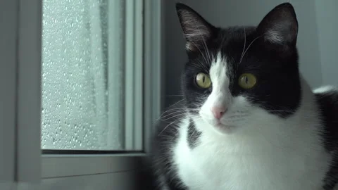 Black white kitten Stock Footage 277139838