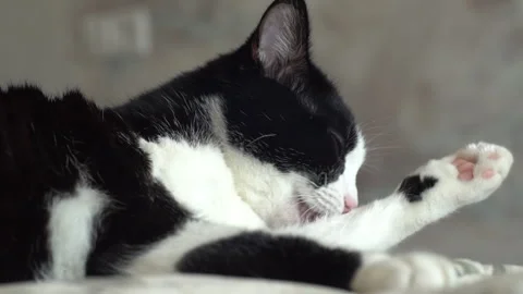 Black white kitten Stock Footage 283481928