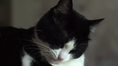 Black white kitten Stock Footage 283481953