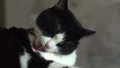 Black white kitten Stock Footage 283481966