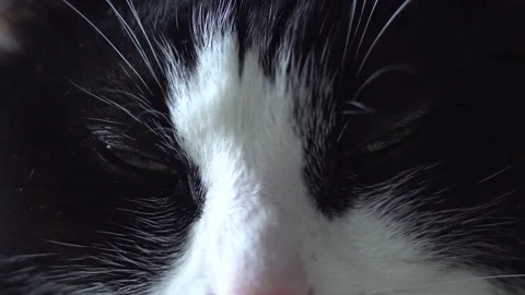 Black white kitten Stock Footage 287827911