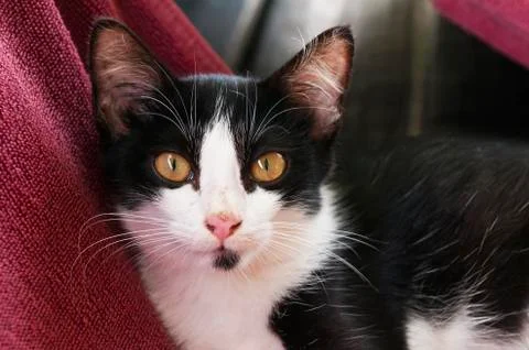 Black-white kitten Stock Photos