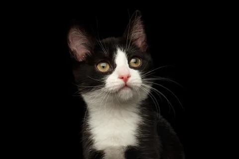 Black with white kitty on isolated background 写真素材