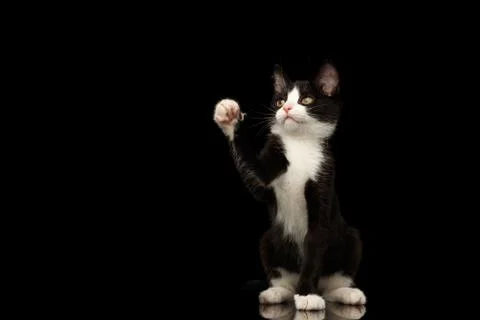 Black with white kitty on isolated background 写真素材