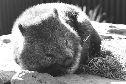 Black & White Lazing Wombat, Natureworld, Tasmania Stock Photos
