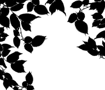 Black white leaves Stock Photos