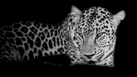 Black &amp; white Leopard portrait isolate on black background Stock Photos