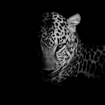 Black &amp; white Leopard portrait isolate on black background Stock Photos