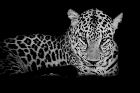 Black &amp; white Leopard portrait isolate on black background Stock Photos