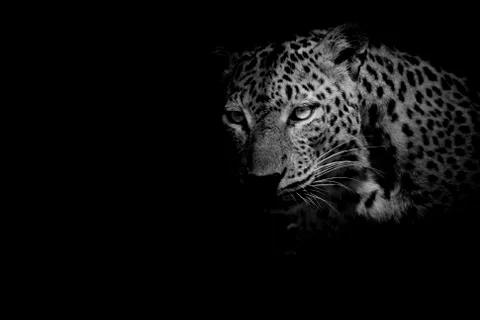 Black &amp; white Leopard portrait isolate on black background Stock Photos