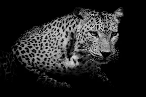 Black &amp; white Leopard portrait isolate on black background Stock Photos