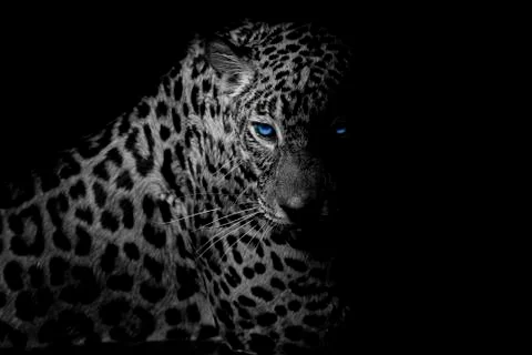 Black &amp; white Leopard portrait isolate on black background Stock Photos
