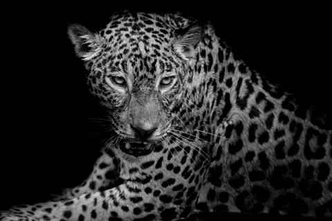 Black &amp; white Leopard portrait isolate on black background Stock Photos