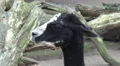 Black-white Llama head profile closeup HD Footage