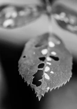 Black &amp; White Macro Closeup Image of a Leaf Damaged by Insects Fotos Stock