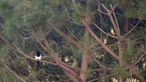 Black white magpie on the pine tree branch of pine. Video stock 148327325