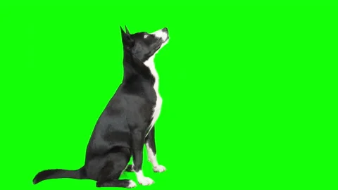 Black &amp; white mixed breed dog on green screen isolated with chroma key real shot Vidéo 205574783