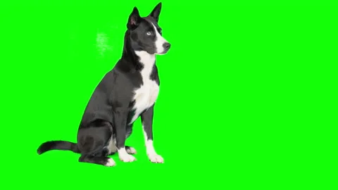 Black &amp; white mixed breed dog on green screen isolated with chroma key real shot Vidéo 205579377