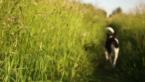 A black white mongrel runs through the grass. Summer sunset. Life of pets Stock Footage