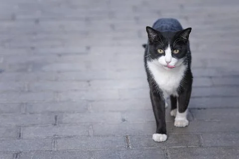 Black with white pattern cat walking on a street Foto stock