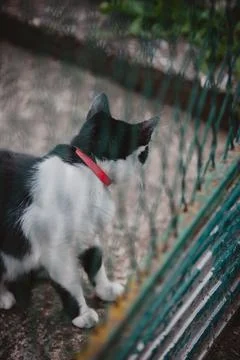 Black with a white patterned cat against a fence Stock Photos