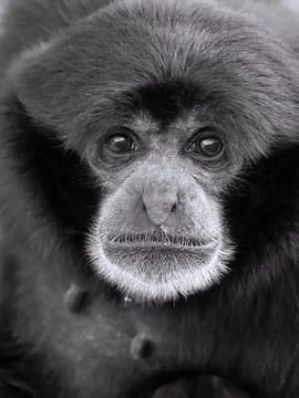 Black &amp; White Photo: Monkey Stock Photos