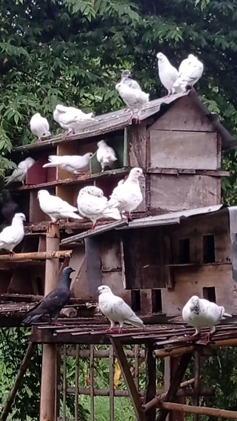 BLACK &amp; WHITE PIGEON 库存影片 218995846