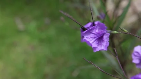 Black White &amp; Red Butterfly getting nectar from purple flower Stock Footage 104416955