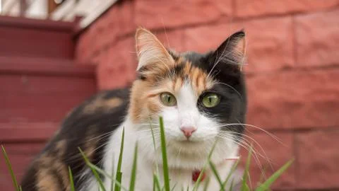 Black white red cat looking through the grass. Stock Photos