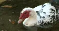 Black, White & Red Duck 01 HD Footage