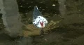 Black White & Red Duck 02 HD Footage