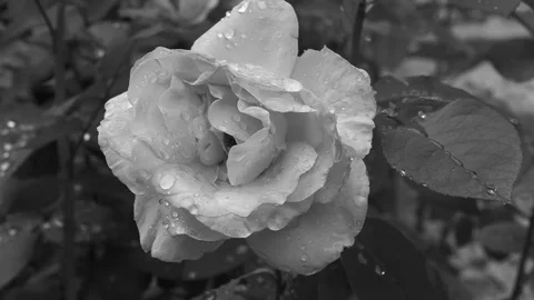Black white rose with drops slowmo Stock Footage 80352333