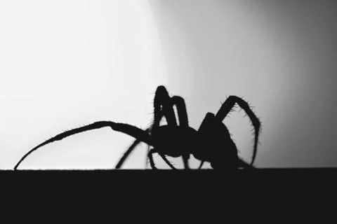 Black &amp; White Spider Stock Photos