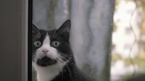 Black with white spots and a long mustache, a short-haired cat, sitting outside Stock Footage 165342004